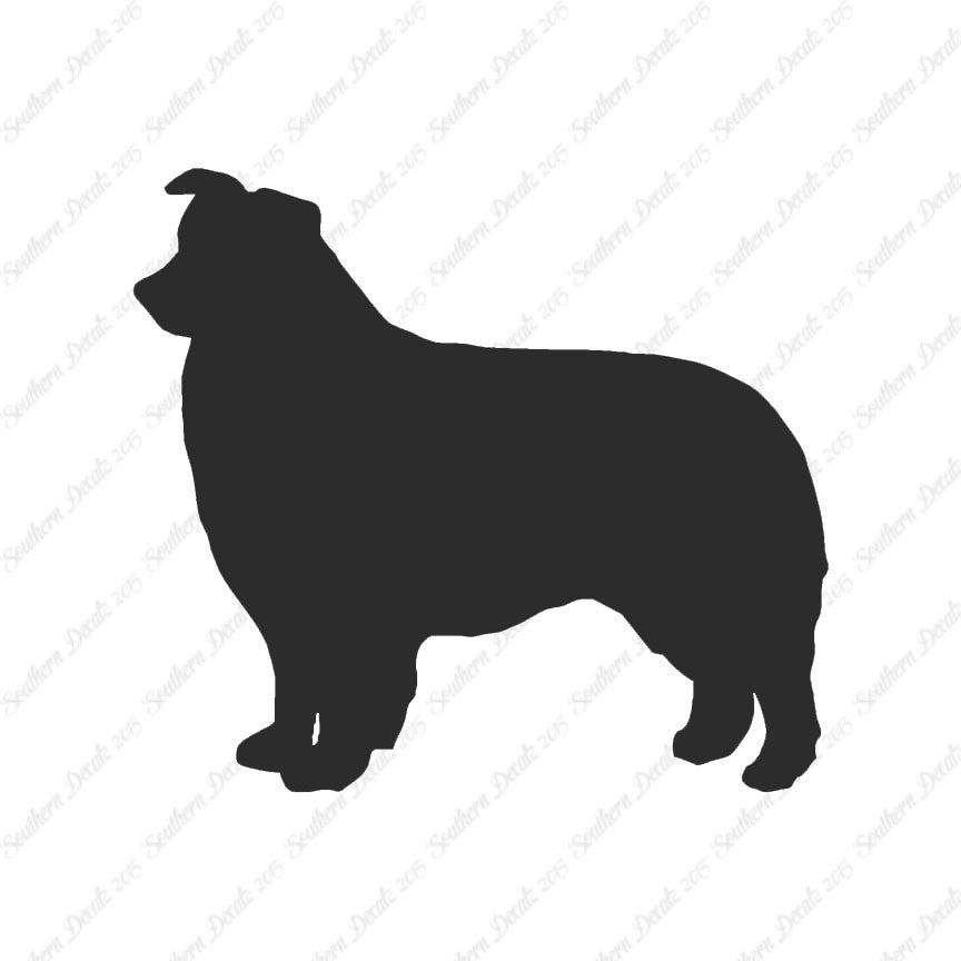 Border Collie Dog Breed