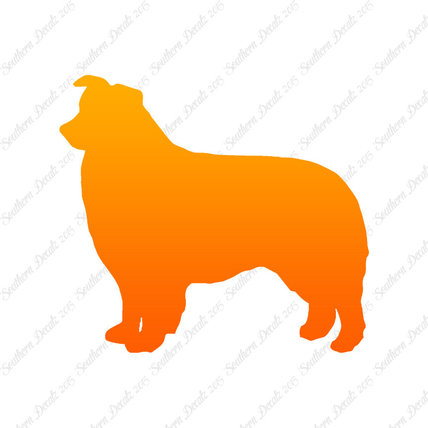 Border Collie Dog Breed