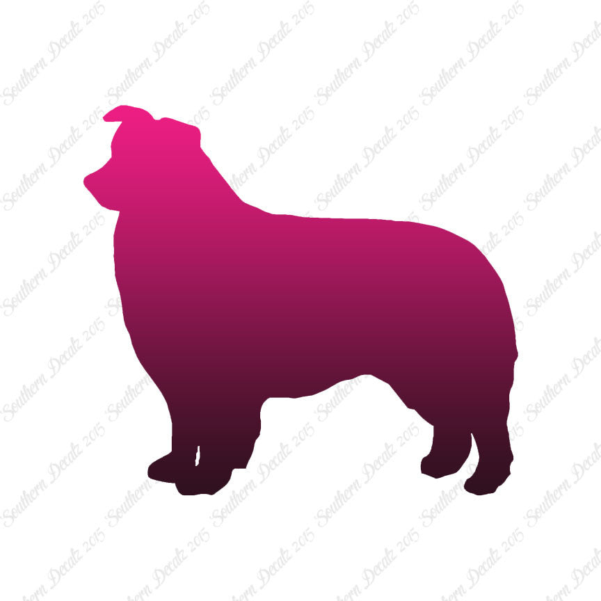 Border Collie Dog Breed