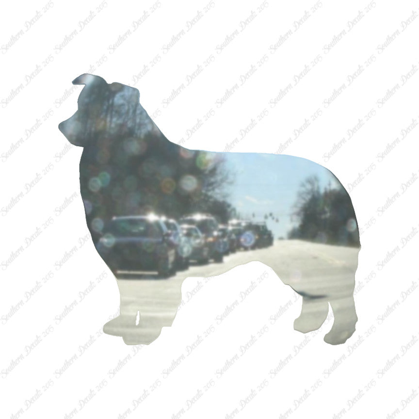 Border Collie Dog Breed