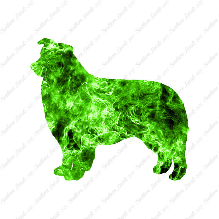 Border Collie Dog Breed