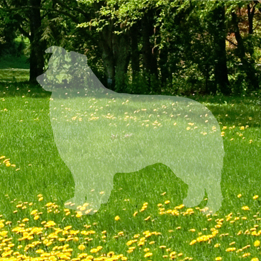 Border Collie Dog Breed