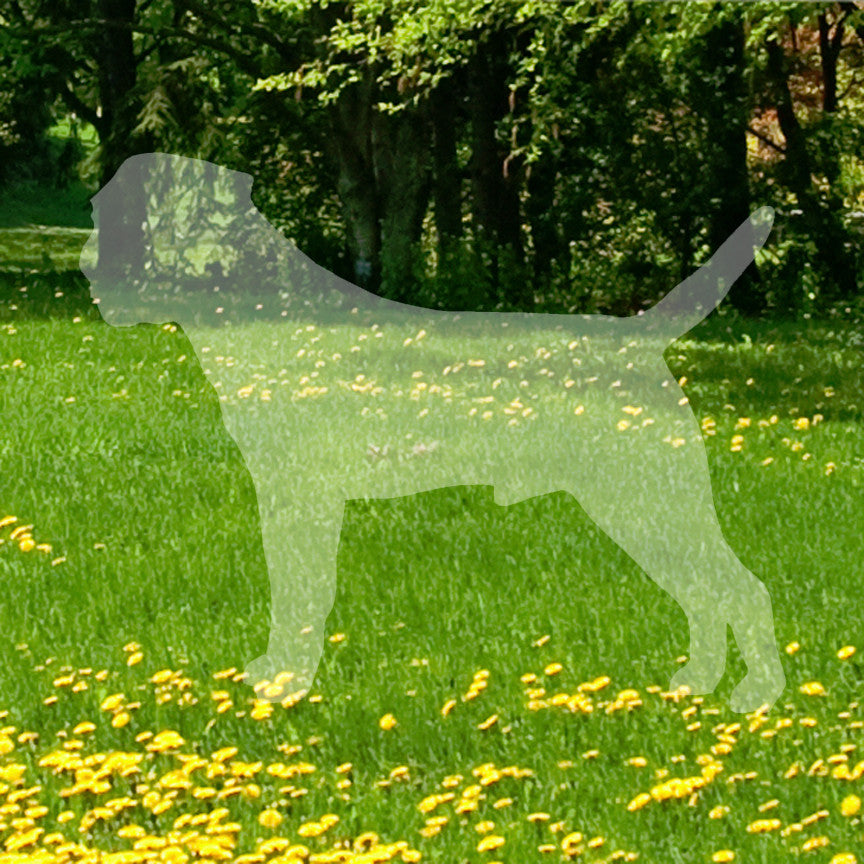 Border Terrier Dog Breed
