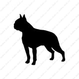 Boston Terrier Dog Breed