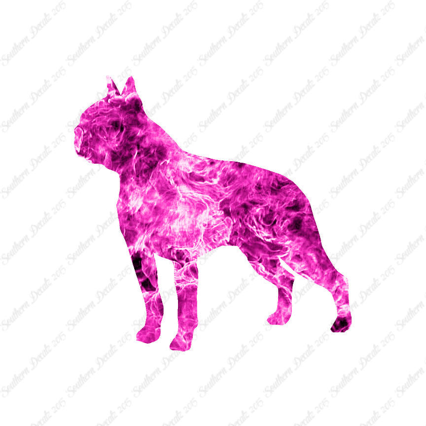 Boston Terrier Dog Breed