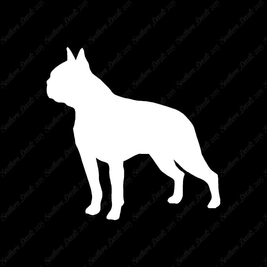 Boston Terrier Dog Breed
