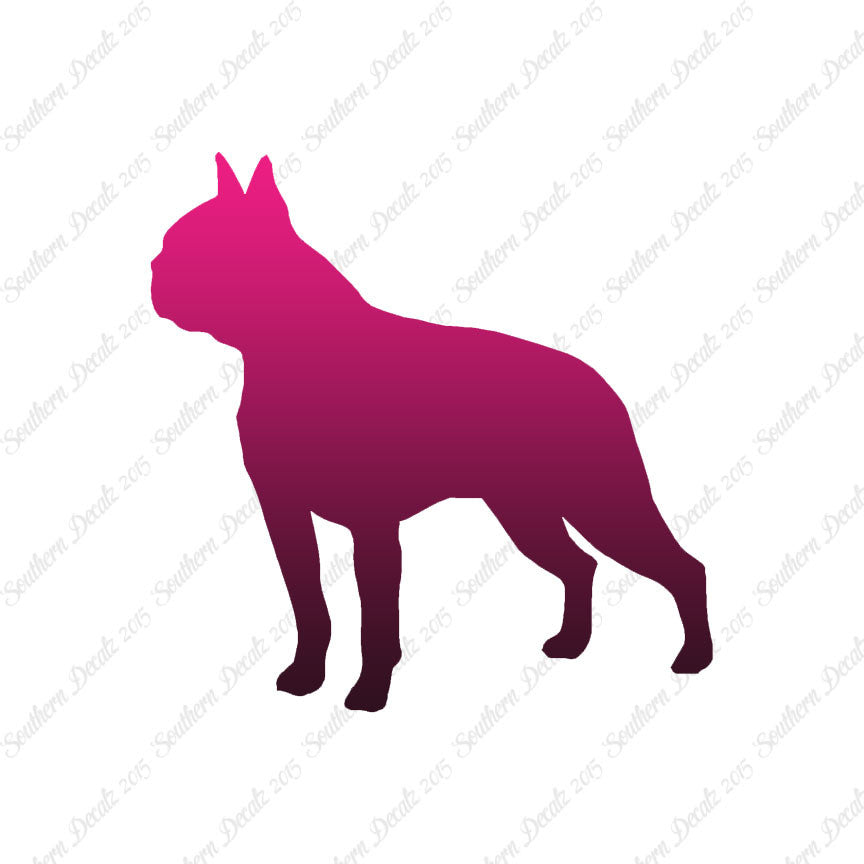 Boston Terrier Dog Breed