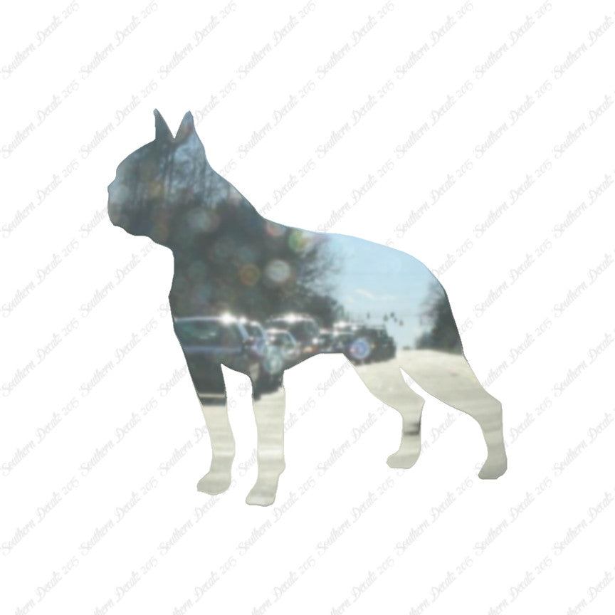 Boston Terrier Dog Breed