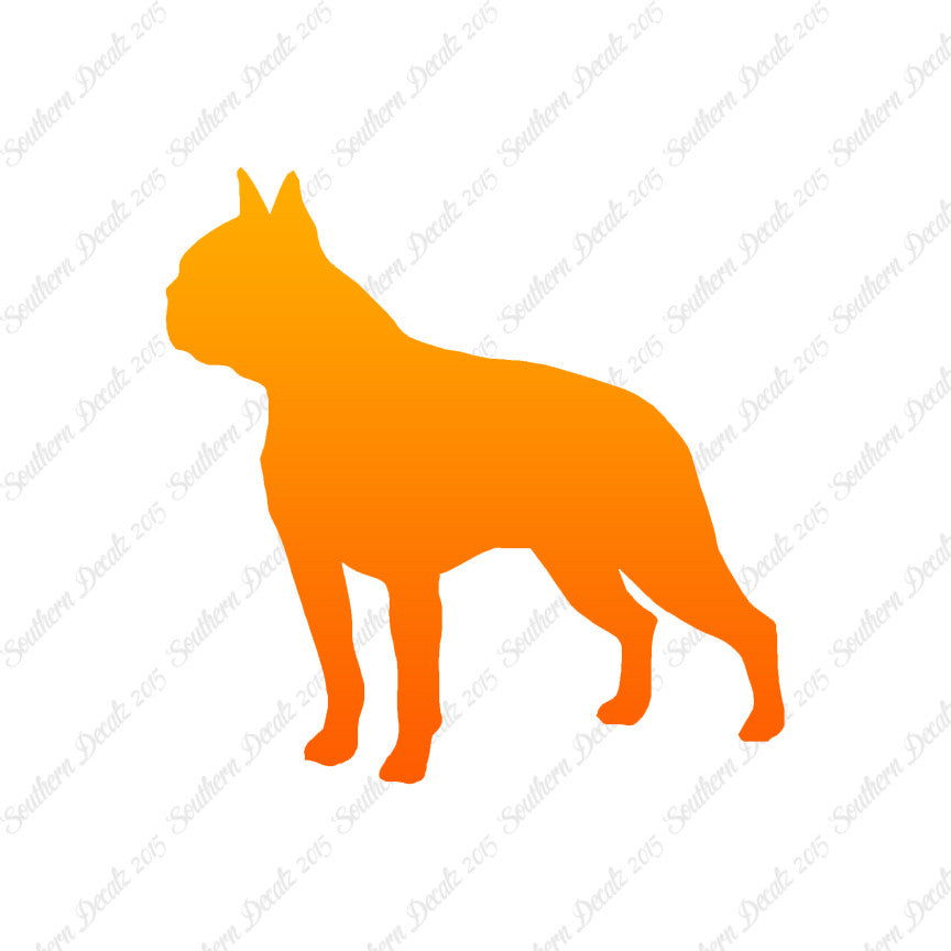 Boston Terrier Dog Breed