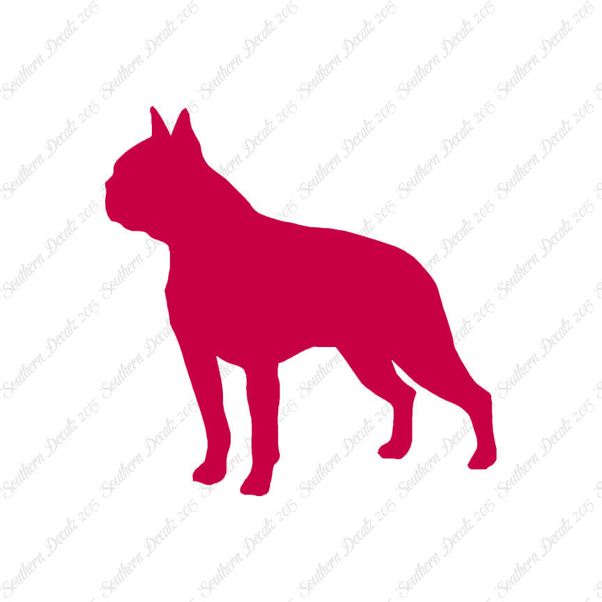 Boston Terrier Dog Breed