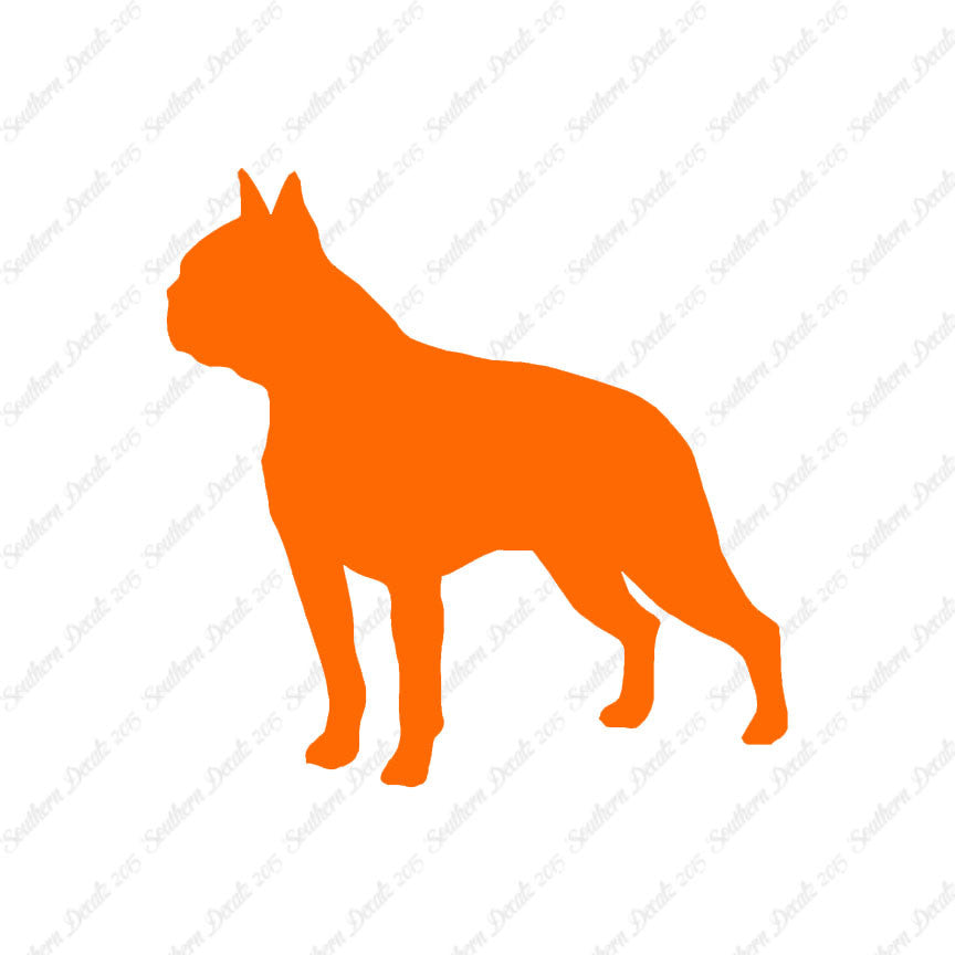 Boston Terrier Dog Breed