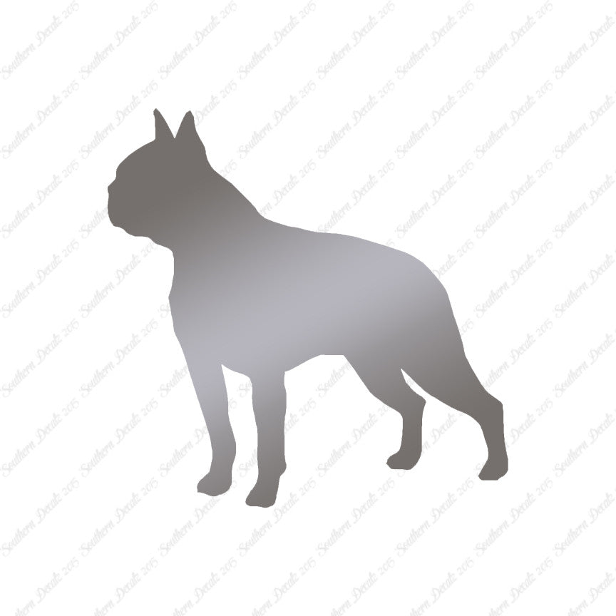 Boston Terrier Dog Breed