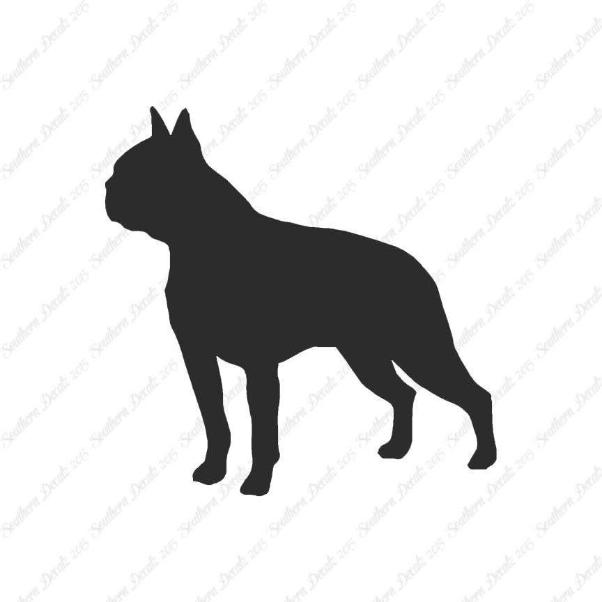 Boston Terrier Dog Breed