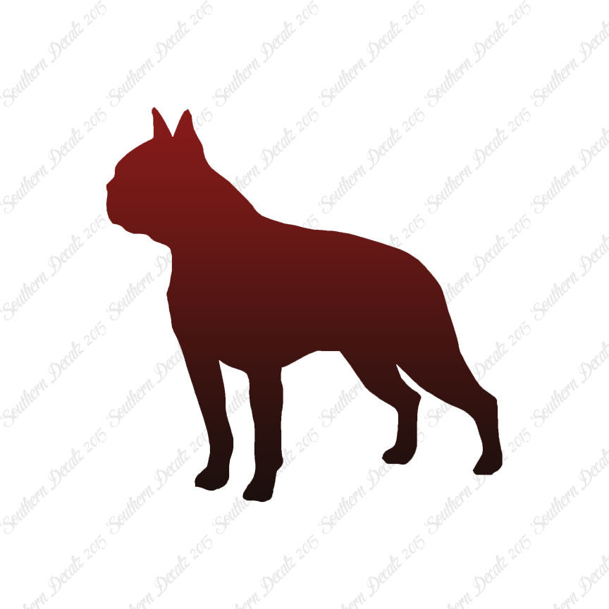Boston Terrier Dog Breed