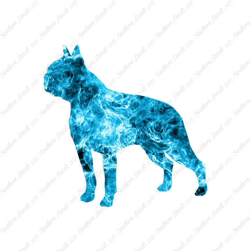 Boston Terrier Dog Breed
