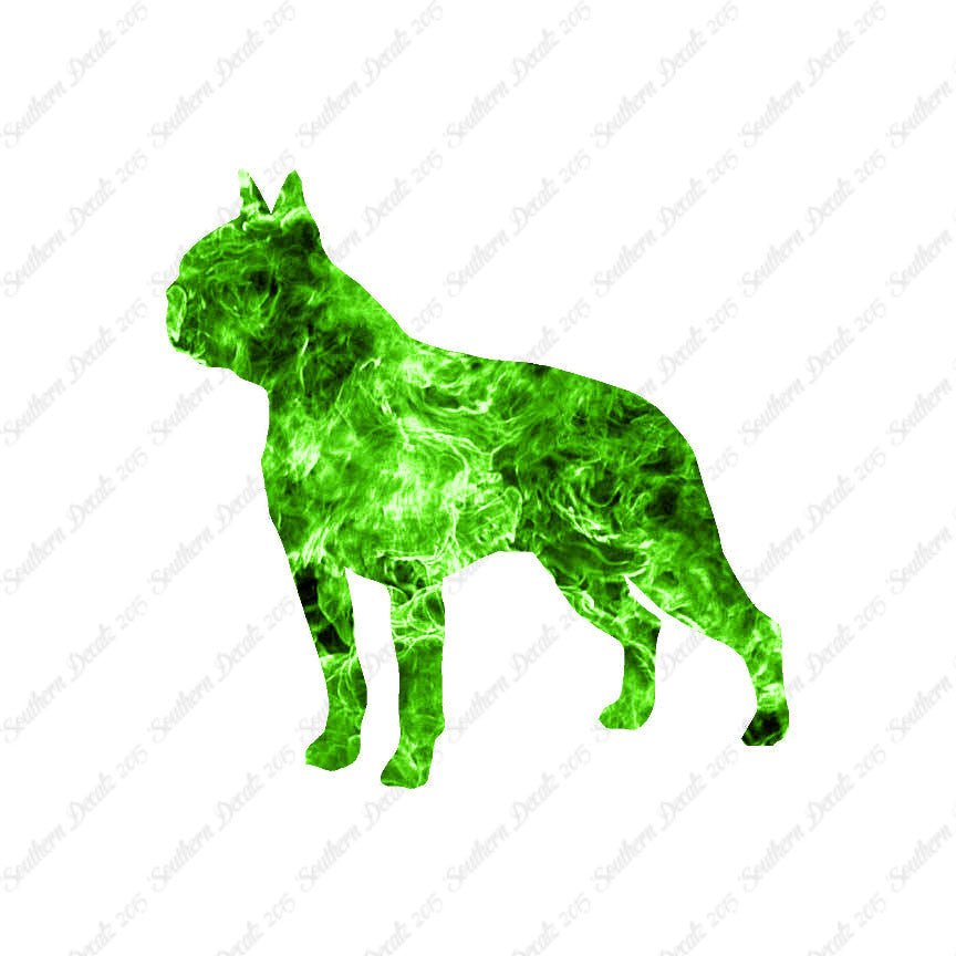 Boston Terrier Dog Breed