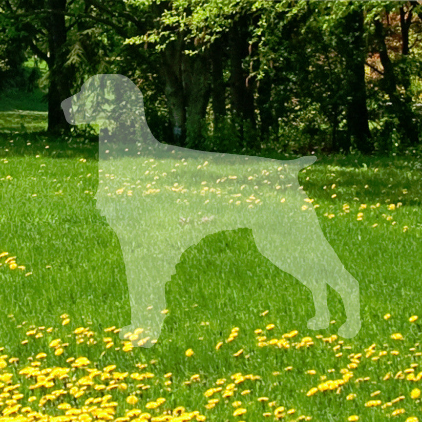 Brittany Dog Breed