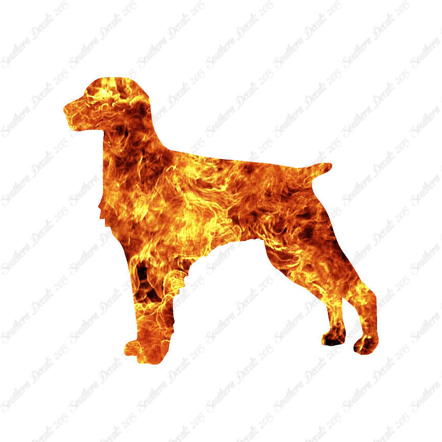 Brittany Dog Breed