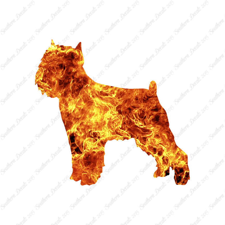 Brussels Griffon Dog Breed