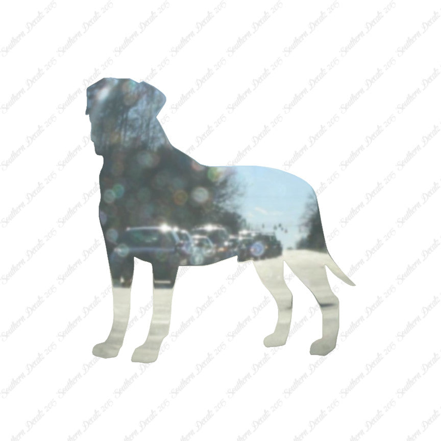 Bullmastiff Dog Breed