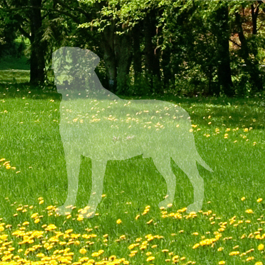 Bullmastiff Dog Breed