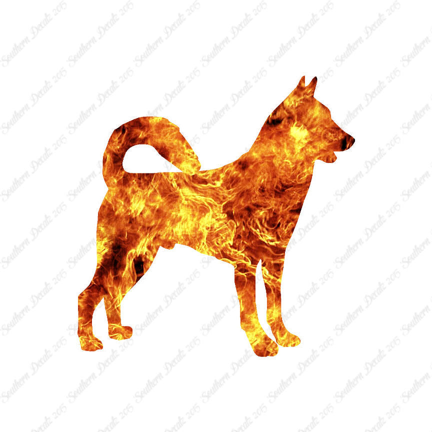 Canaan Dog Breed