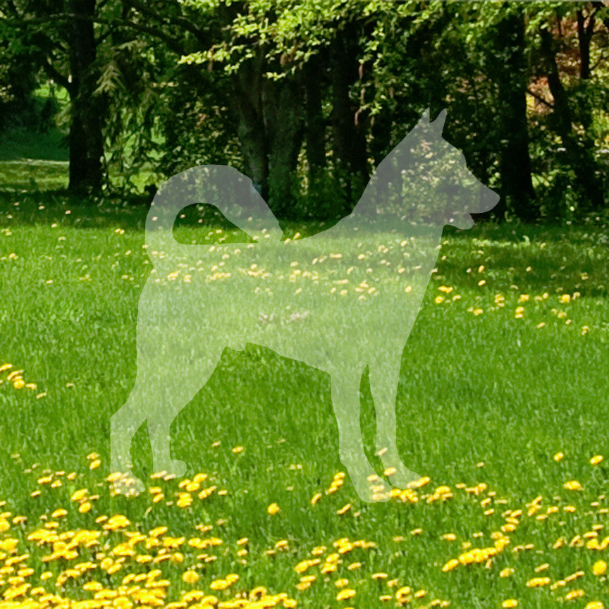 Canaan Dog Breed