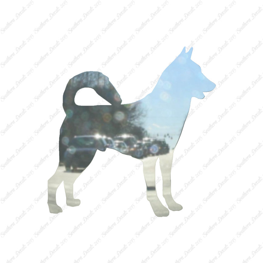 Canaan Dog Breed