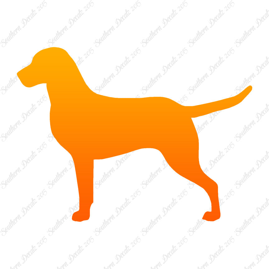 Chesapeake Bay Retriever Dog Breed