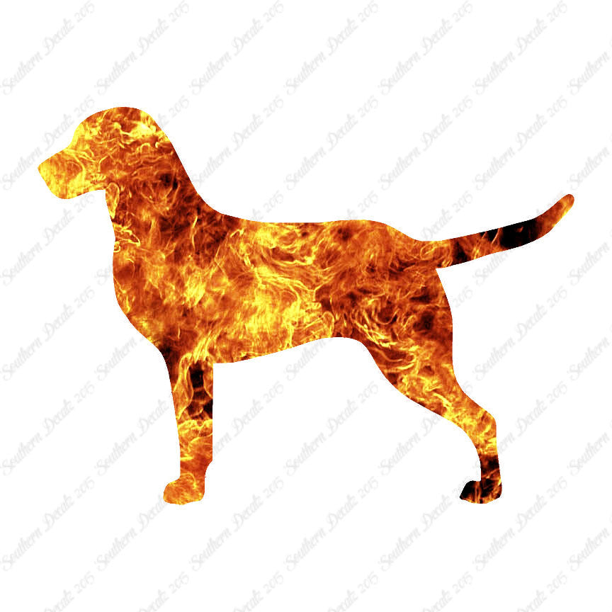 Chesapeake Bay Retriever Dog Breed