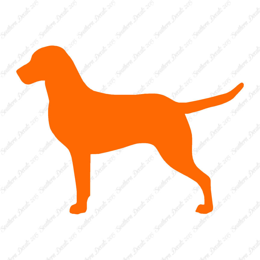 Chesapeake Bay Retriever Dog Breed