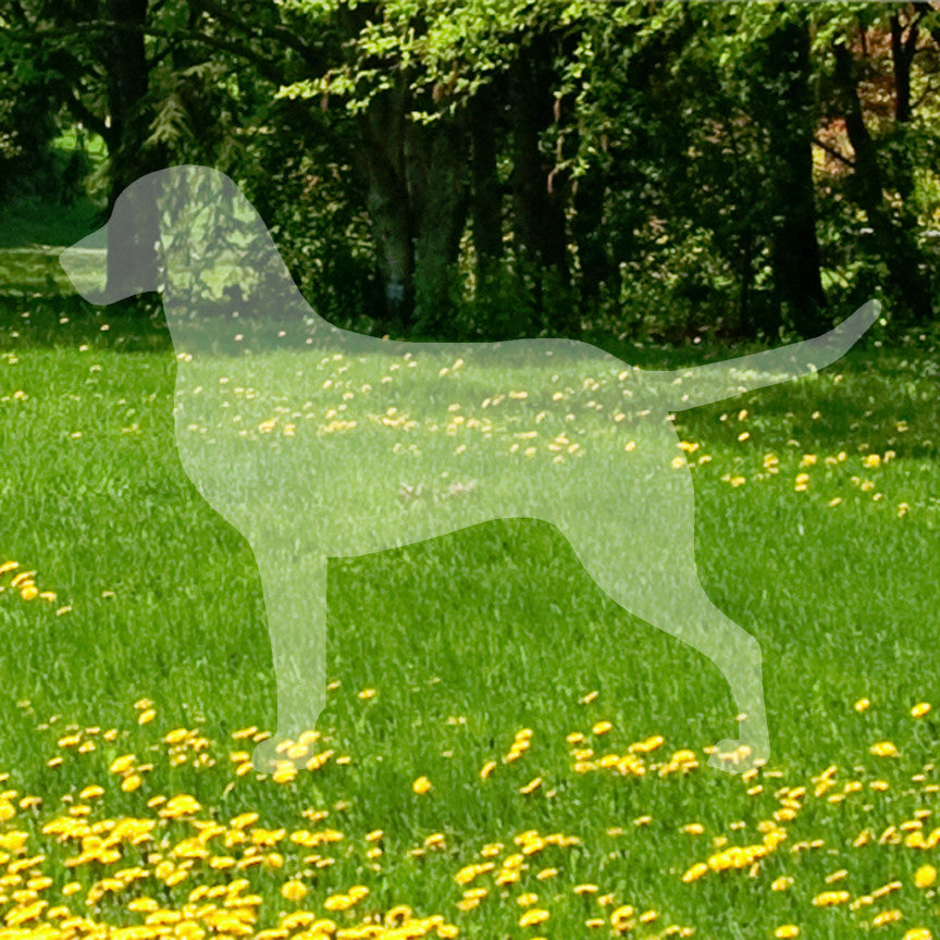 Chesapeake Bay Retriever Dog Breed