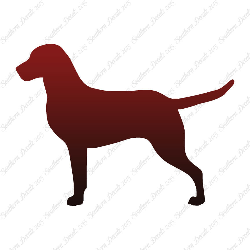 Chesapeake Bay Retriever Dog Breed