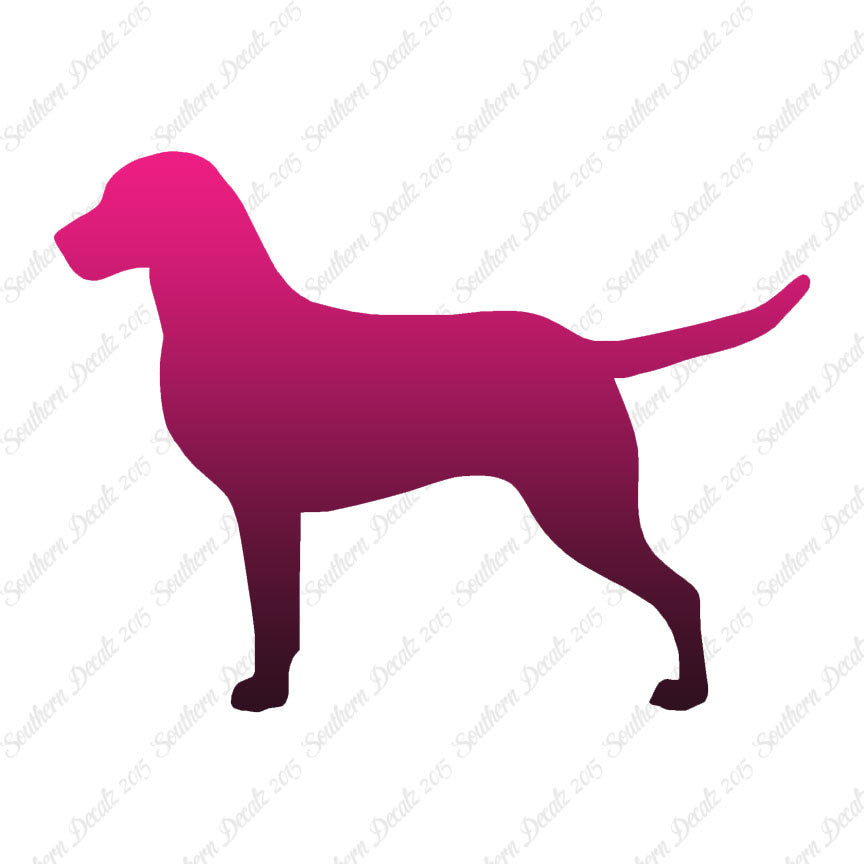 Chesapeake Bay Retriever Dog Breed