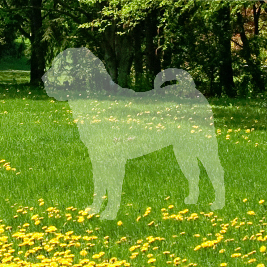 Chinese Shar Pei Dog Breed