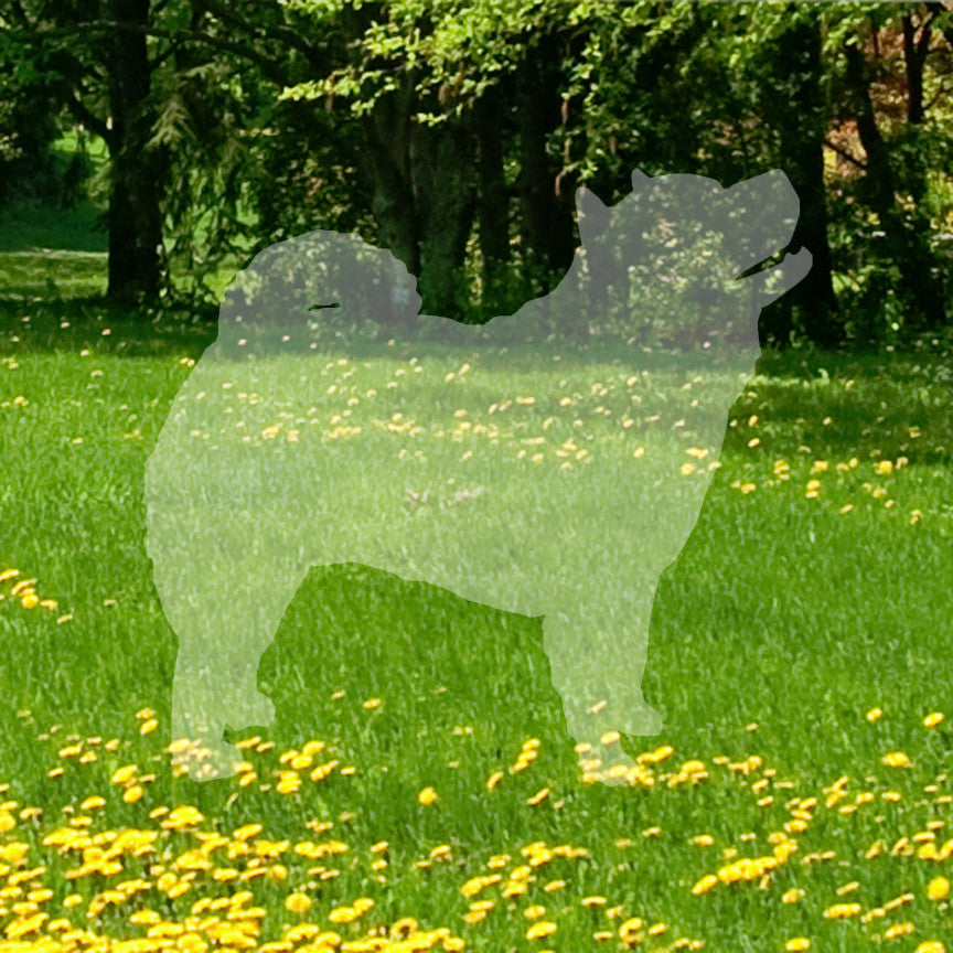 Chow Chow Dog Breed