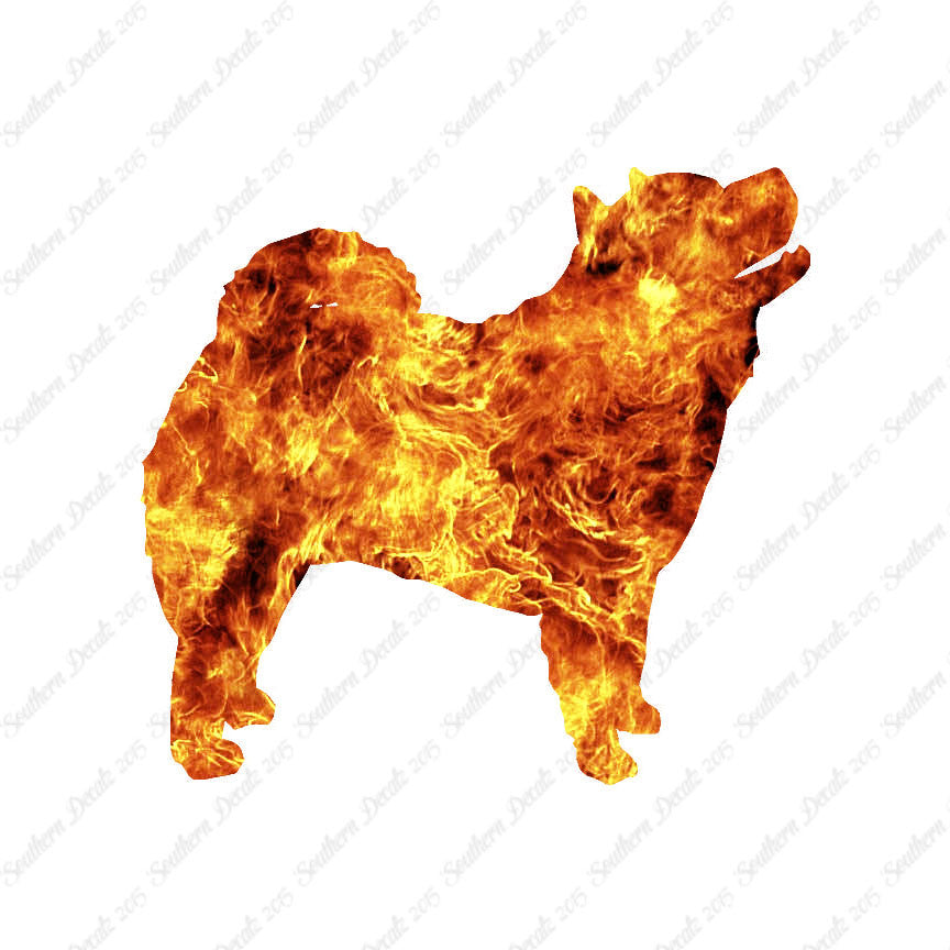 Chow Chow Dog Breed