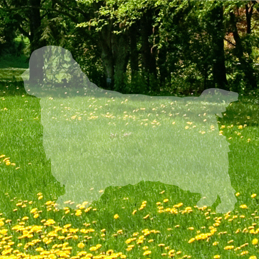 Clumber Spaniel Dog Breed