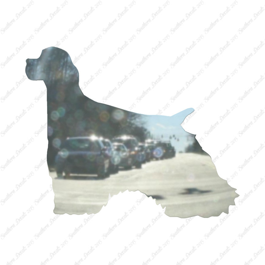 Cocker Spaniel Dog Breed
