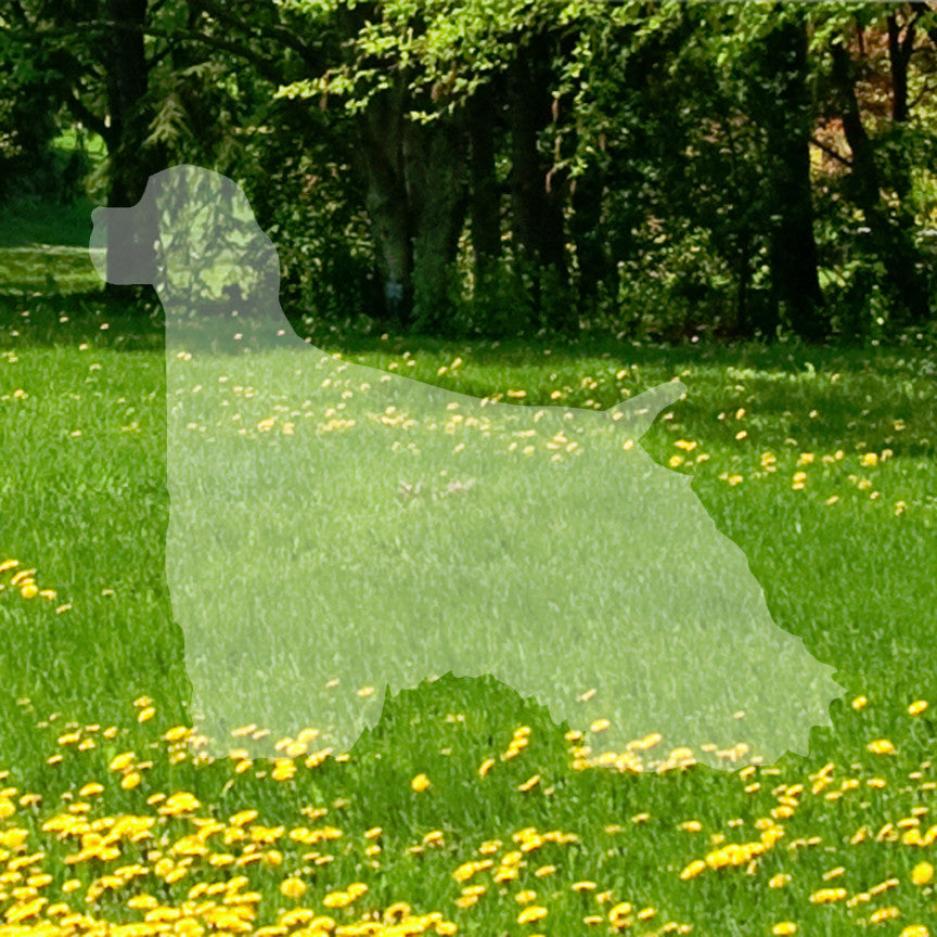 Cocker Spaniel Dog Breed
