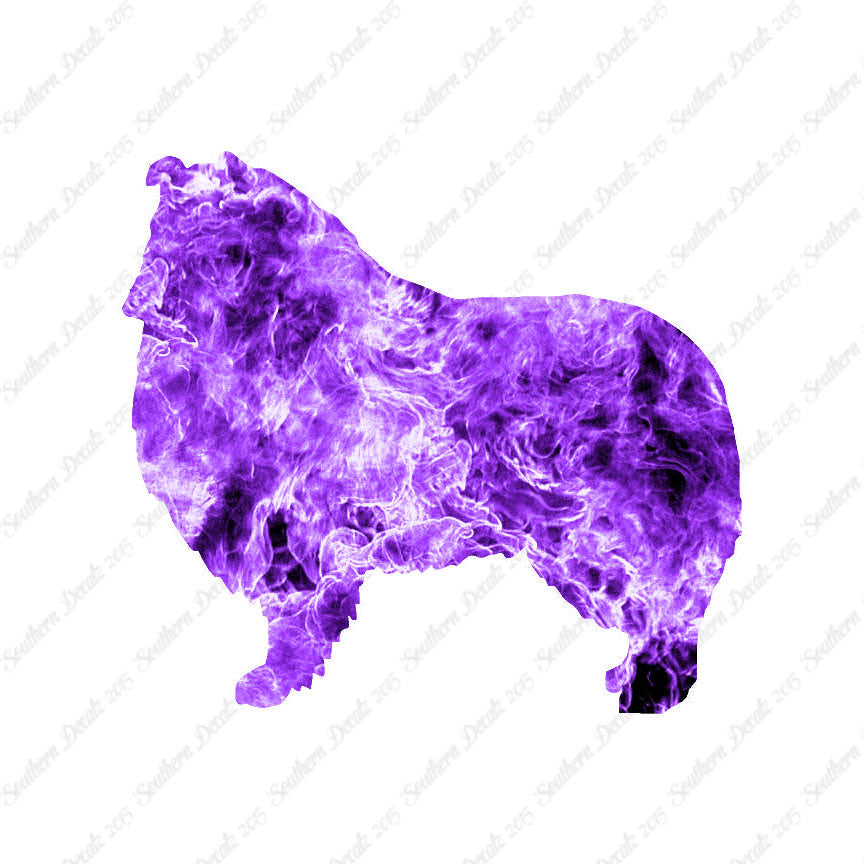 Shetland Sheepdog Collie Dog Breed
