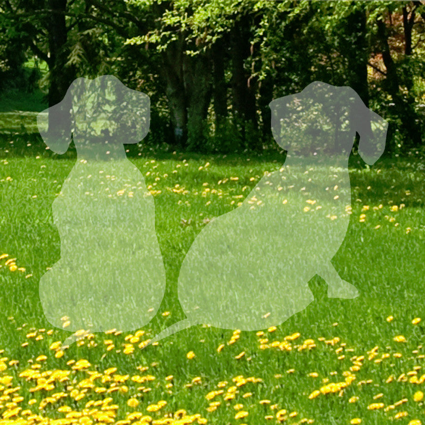 Dachshund Puppies Dog Breed
