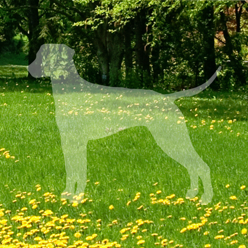 Dalmatian Dog Breed