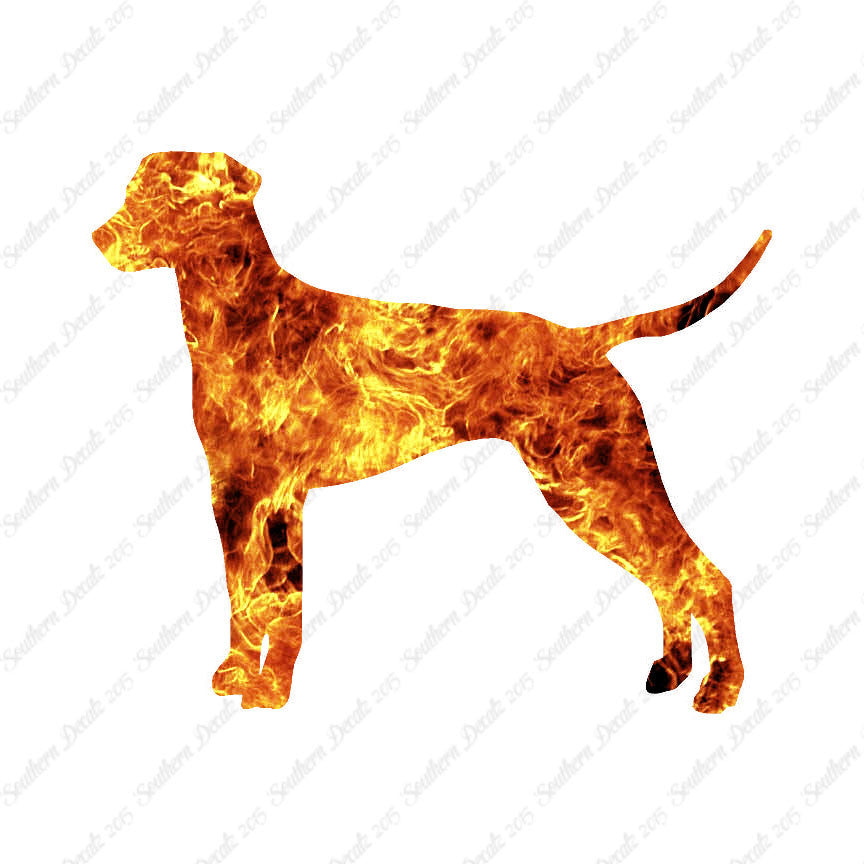 Dalmatian Dog Breed