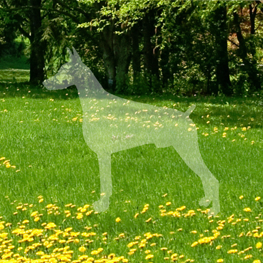 Doberman Dog Breed