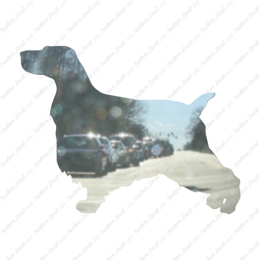 English Cocker Spaniel Dog Breed