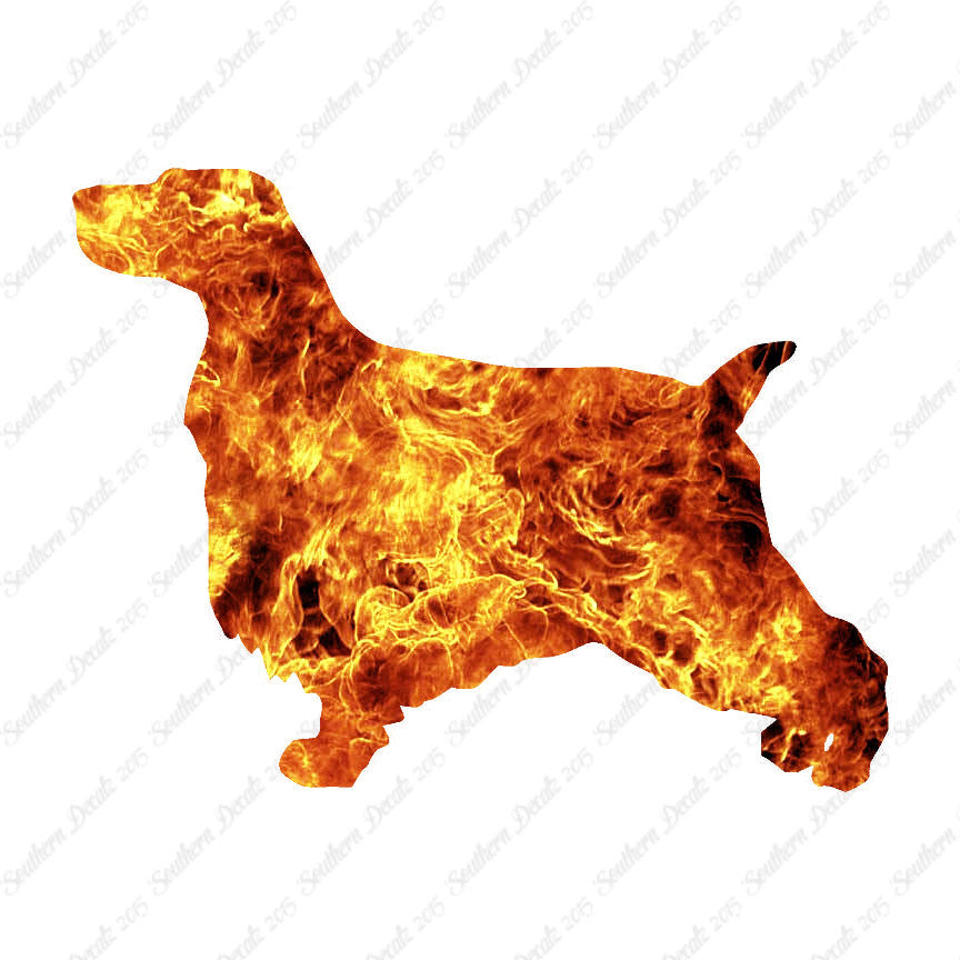 English Cocker Spaniel Dog Breed