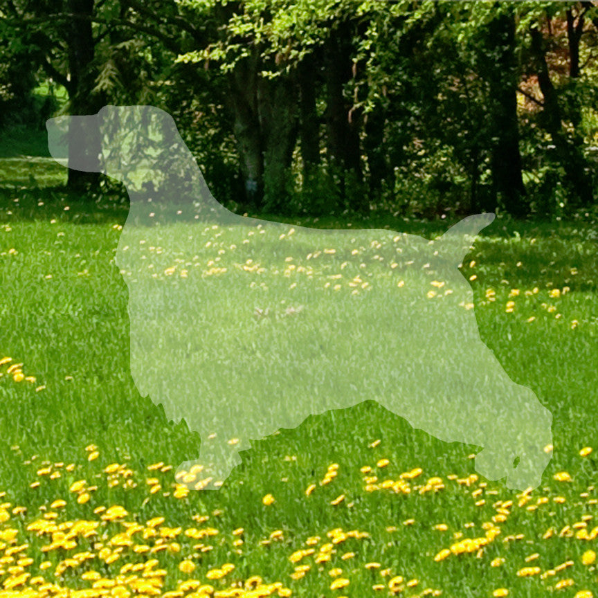 English Cocker Spaniel Dog Breed