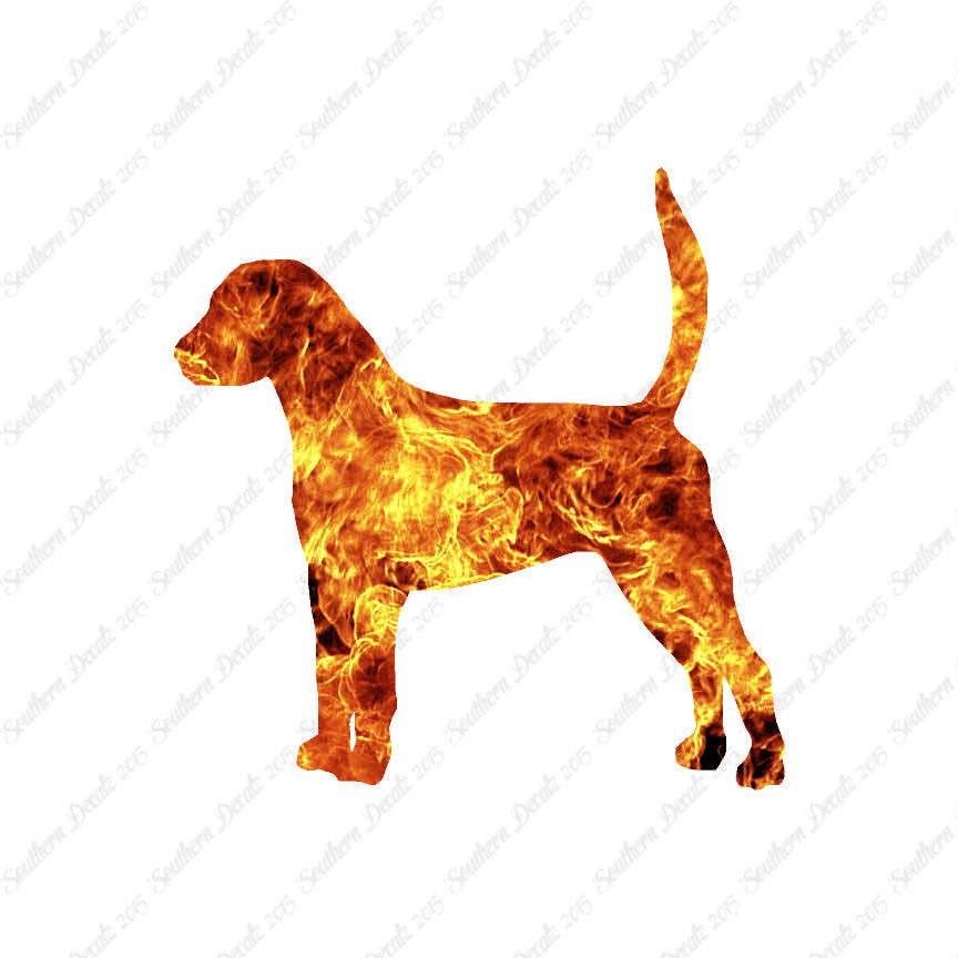English Foxhound Dog Breed