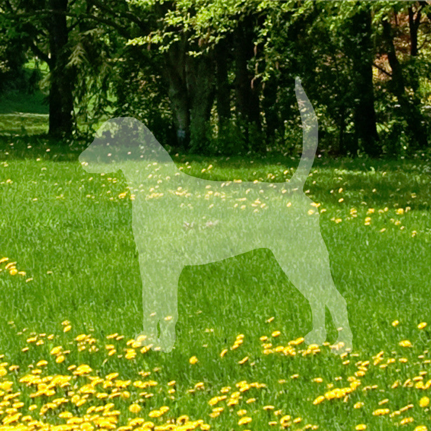 English Foxhound Dog Breed